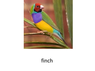 finch

 