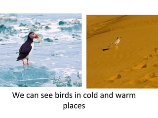 We can see birds in cold and warm
places

 