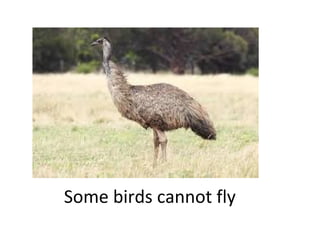 Some birds cannot fly

 