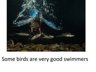 Some birds are very good swimmers

 