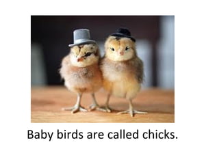 Baby birds are called chicks.

 