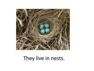 They live in nests.

 