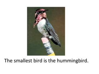 The smallest bird is the hummingbird.

 