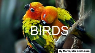 BIRDS
By Marta, Mar and Laura
 