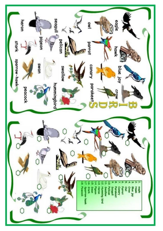 Birds (Worksheet)