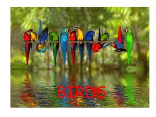 BIRDS 
 