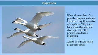 Migration Definition Science Environmental Science (EVS) : Birds (Class III) | PDF