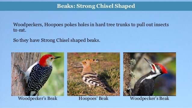 Types_of_beaks