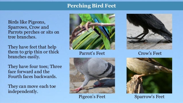 Birds Picking Food To Eat By Color Birds Picking Food To Eat By Color
