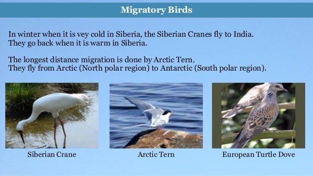 essay on migration of birds