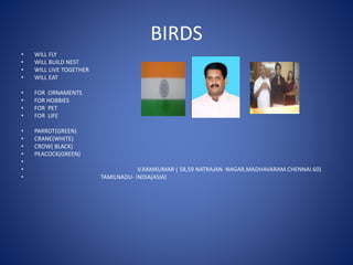 BIRDS
• WILL FLY
• WILL BUILD NEST
• WILL LIVE TOGETHER
• WILL EAT
• FOR ORNAMENTS
• FOR HOBBIES
• FOR PET
• FOR LIFE
• PARROT(GREEN)
• CRANE(WHITE)
• CROW( BLACK)
• PEACOCK(GREEN)
•
• V.RAMKUMAR ( 58,59 NATRAJAN NAGAR,MADHAVARAM.CHENNAI.60)
• TAMILNADU- INDIA(ASIA)
 