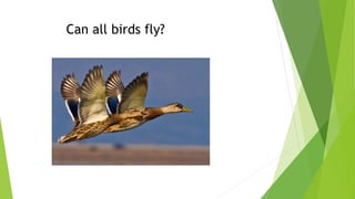 Can all birds fly?
 