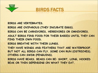Birds | PPT