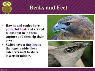 Beaks and Feet
• Hawks and eagles have
powerful beak and clawed
talons that help them
capture and then rip their
prey.
• Swifts have a tiny beaks
that opens wide like a
catcher’s mitt to share
insects in midair.
 