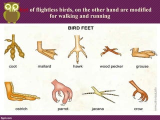 The feet of flightless birds, on the other hand are modified
for walking and running
 