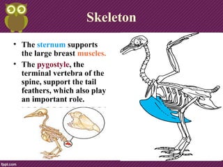Skeleton
• The sternum supports
the large breast muscles.
• The pygostyle, the
terminal vertebra of the
spine, support the tail
feathers, which also play
an important role.
 