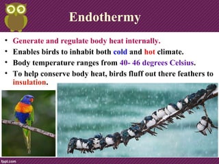 Endothermy
• Generate and regulate body heat internally.
• Enables birds to inhabit both cold and hot climate.
• Body temperature ranges from 40- 46 degrees Celsius.
• To help conserve body heat, birds fluff out there feathers to
insulation.
 