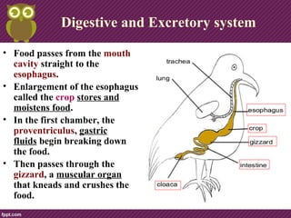 • Food passes from the mouth
cavity straight to the
esophagus.
• Enlargement of the esophagus
called the crop stores and
moistens food.
• In the first chamber, the
proventriculus, gastric
fluids begin breaking down
the food.
• Then passes through the
gizzard, a muscular organ
that kneads and crushes the
food.
Digestive and Excretory system
 