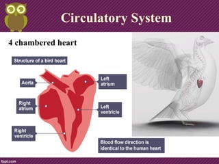 Circulatory System
4 chambered heart
 