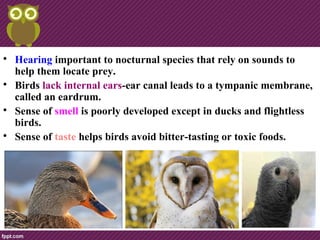 
Hearing important to nocturnal species that rely on sounds to
help them locate prey.

Birds lack internal ears-ear canal leads to a tympanic membrane,
called an eardrum.

Sense of smell is poorly developed except in ducks and flightless
birds.

Sense of taste helps birds avoid bitter-tasting or toxic foods.
 