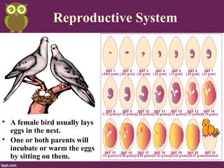Reproductive System

A female bird usually lays
eggs in the nest.

One or both parents will
incubate or warm the eggs
by sitting on them.
 