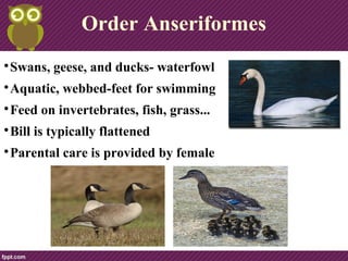 Order Anseriformes

Swans, geese, and ducks- waterfowl

Aquatic, webbed-feet for swimming

Feed on invertebrates, fish, grass...

Parental care is provided by female
 