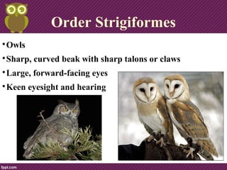 Order Strigiformes

Owls

Sharp, curved beak, claws

Large, forward-facing eyes

Keen eyesight and hearing
 