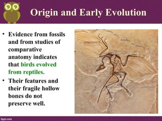 Origin and Early Evolution
• Evidence from fossils
and from studies of
comparative
anatomy indicates
that birds evolved
from reptiles.
• Their features and
their fragile hollow
bones do not
preserve well.
 