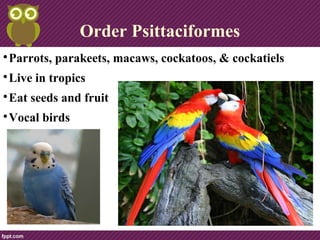 Order Psittaciformes

Parrots, parakeets, macaws, cockatoos, & cockatiels

Live in tropics

Eat seeds and fruit

Vocal birds
 