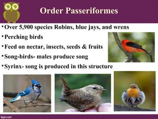 Order Passeriformes

Over 5,900 species; wrens...

Feed on nectar, insects, seeds & fruits

Song-birds- males produce song

Syrinx- song is produced in this structure
 