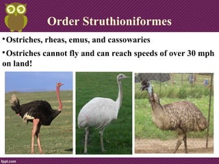 Order Struthioniformes

Ostriches, rheas, emus, and cassowaries.

Ostriches cannot fly.
 