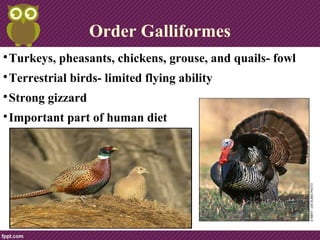 Order Galliformes

Turkeys, pheasants, chickens, grouse, and quails- fowl

Terrestrial birds- limited flying ability

Strong gizzard

Important part of human diet
 