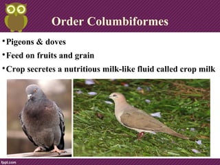 Order Columbiformes

Pigeons & doves

Feed on fruits and grain

Crop secretes a nutritious milk-like fluid called crop milk
 