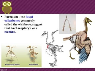 • Furculum - the fused
collarbones commonly
called the wishbone, suggest
that Archaeopteryx was
birdlike.
 
