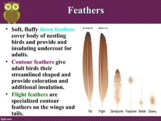 • Soft, fluffy down feathers
cover body of nestling
birds and provide and
insulating undercoat for
adults.
• Contour feathers give
adult birds their
streamlined shaped and
provide coloration and
additional insulation.
• Flight feathers are
specialized contour
feathers on the wings and
tails.
Feathers
 