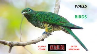 WALLS
BIRDS
GUITAR
COVER
ENTER
SANDMAN
 