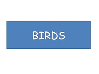 Birds