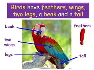 feathers
two
wings
legs
beak
tail
 