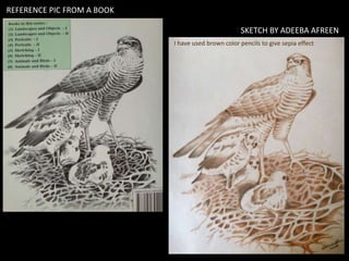 REFERENCE PIC FROM A BOOK
SKETCH BY ADEEBA AFREEN
I have used brown color pencils to give sepia effect
 