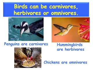 Birds | PPT