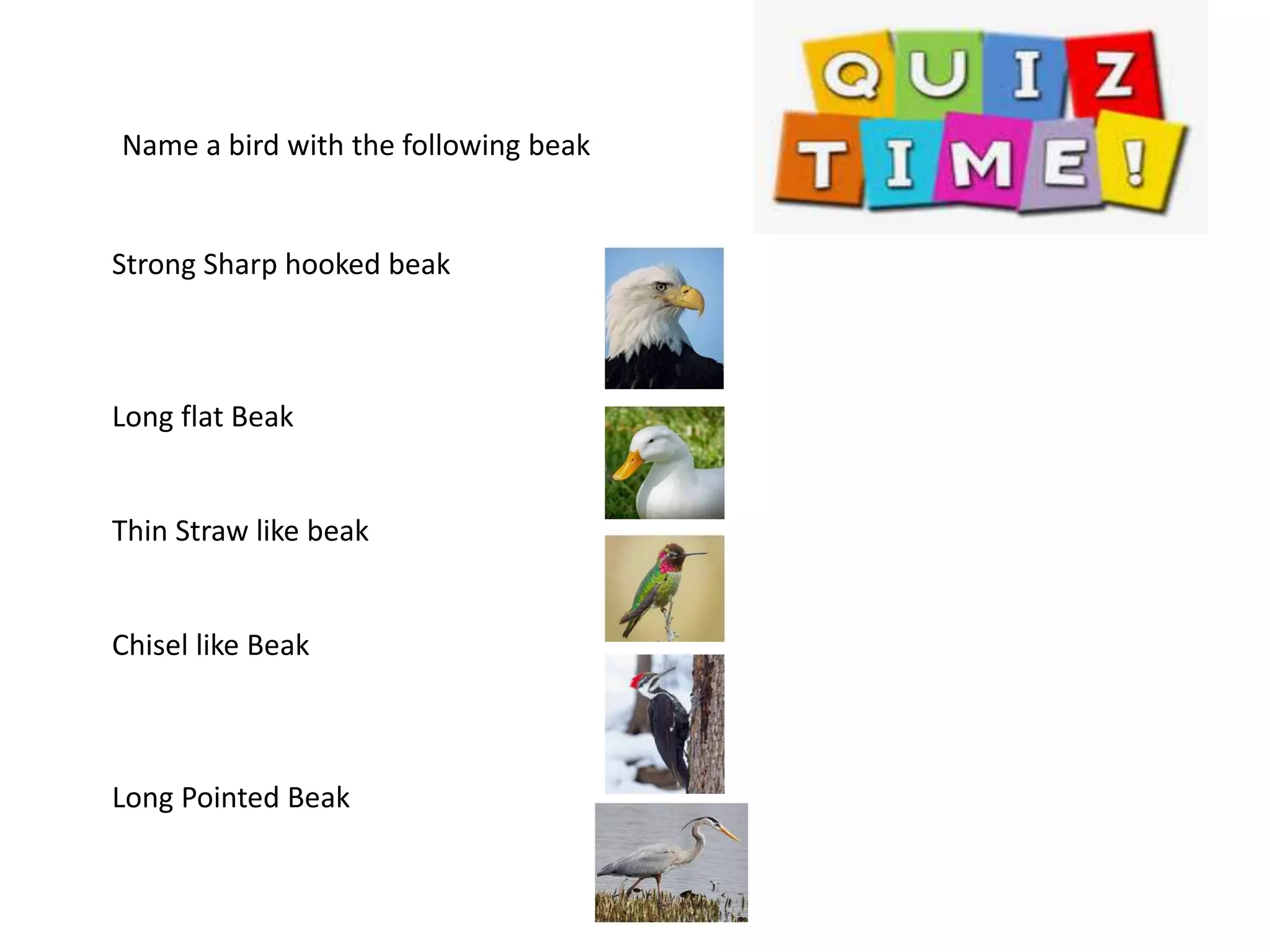 Birds, claws and Feathers | PPT