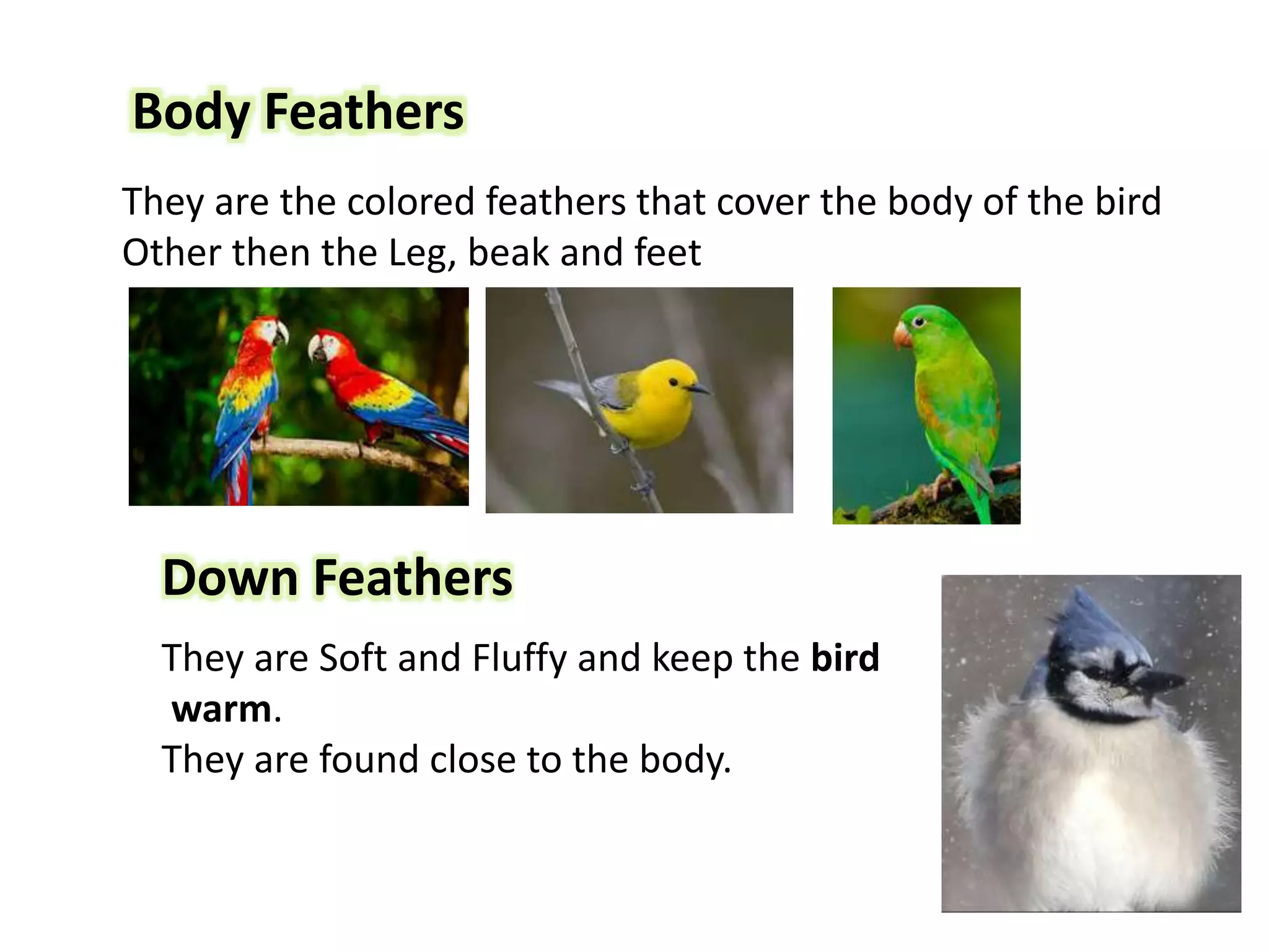 Birds, claws and Feathers | PPT
