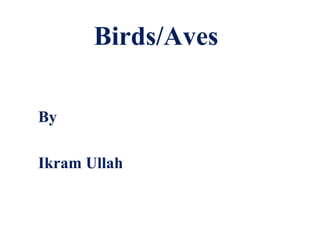 Birds/Aves
By
Ikram Ullah
 