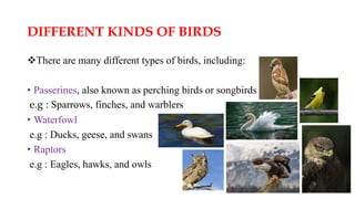 BIRDS.pptx
