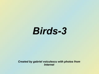 Birds-3 Created by gabriel voiculescu with photos from Internet 