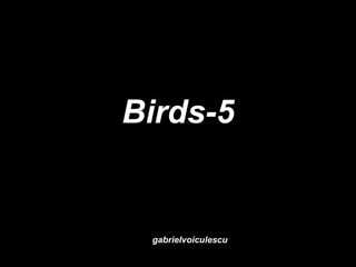 Birds-5 gabrielvoiculescu 