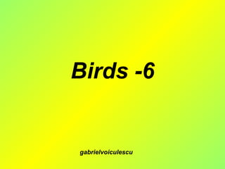 Birds -6 gabrielvoiculescu 