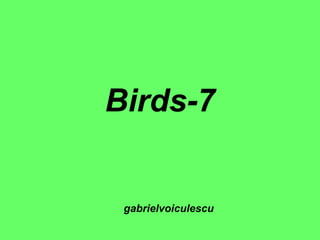 Birds-7 gabrielvoiculescu 