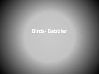 Birds- Babbler
 