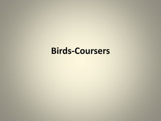 Birds-Coursers
 